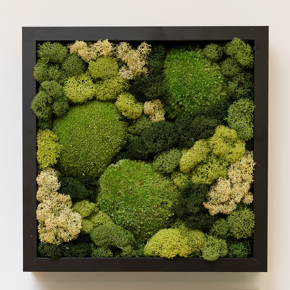 Soul Roots Moss Art Square Frame